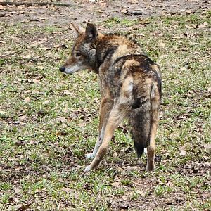 Sewee Center - Red Wolf waiting for lunch