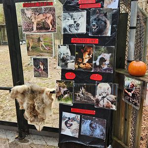 Sewee Center - Red Wolf info