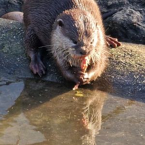 Asian short clawed otter