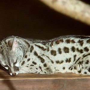Genet