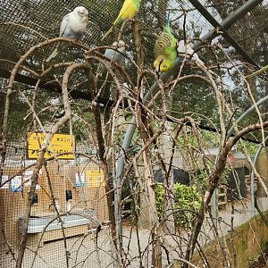 Bee City Zoo (2023) - Budgerigars