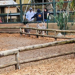 Bee City Zoo (2023) - Kangaroo walkway