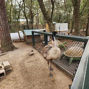 Bee City Zoo (2023) - Emu