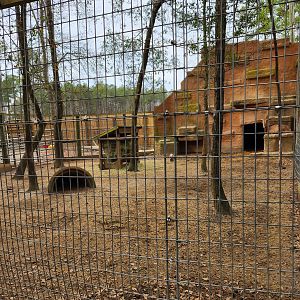 Bee City Zoo (2023) - Barbary Sheep enclosure