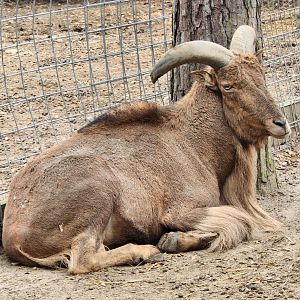 Bee City Zoo (2023) - Barbary Sheep