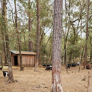 Bee City Zoo (2023) - Mini Goat yard