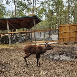 Bee City Zoo (2023) - Sitatunga