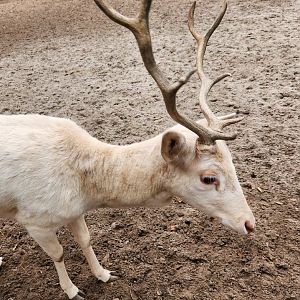 Bee City Zoo (2023) - Fallow Deer