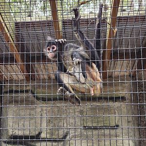 Bee City Zoo (2023) - Mexican Spider Monkey