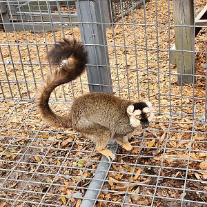 Bee City Zoo (2023) - Brown Lemur