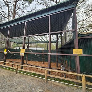 Bee City Zoo (2023) - Ringtail Lemur/Common Agouti enclosure