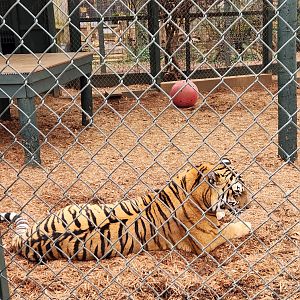 Bee City Zoo (2023) - Siberian Tiger