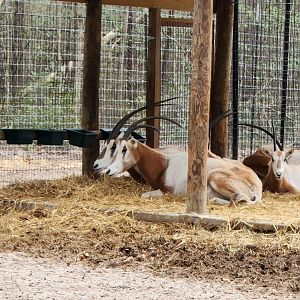 Bee City Zoo (2023) - Scimitar Oryx
