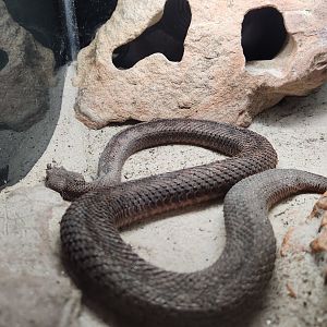 Bee City Zoo (2023) - Nose-horned Viper