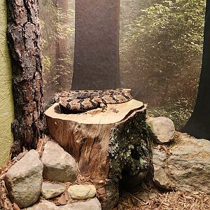 Bee City Zoo (2023) - Timber Rattlesnake