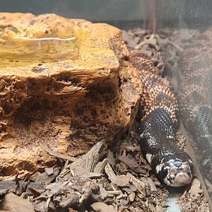 Bee City Zoo (2023) - Shield-nosed Cobra