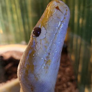Bee City Zoo (2023) - Burmese Python albino