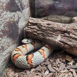 Bee City Zoo (2023) - Durango Mountain King Snake