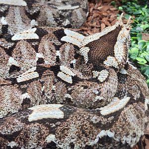 Bee City Zoo (2023) - Rhinoceros Viper