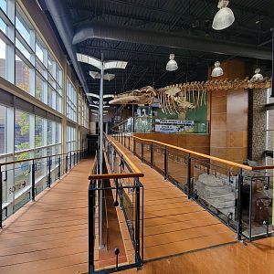 Zoo Sauvage 10/22 -  Visitor Centre, path to second floor, Fin Whale skeleton