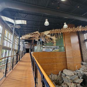 Zoo Sauvage 10/22 -  Visitor Centre, path to second floor, Fin Whale skeleton