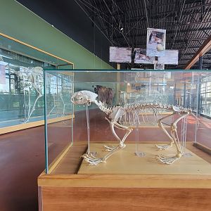 Zoo Sauvage 10/22 -  Visitor Centre, Wolverine skeleton