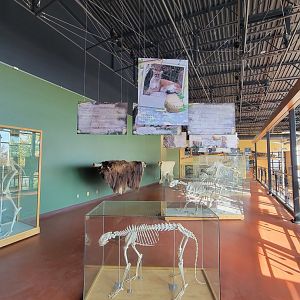 Zoo Sauvage 10/22 -  Visitor Centre, mountain lion skeleton