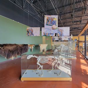 Zoo Sauvage 10/22 -  Visitor Centre, Amur tiger skeleton