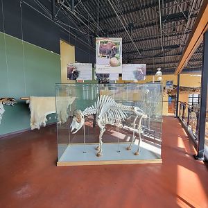 Zoo Sauvage 10/22 -  Visitor Centre, muskox skeleton