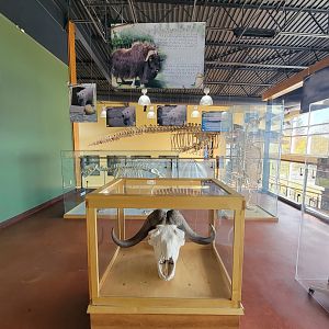 Zoo Sauvage 10/22 -  Visitor Centre, muskox head