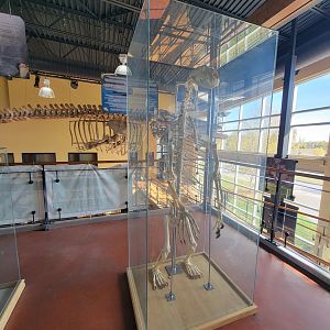 Zoo Sauvage 10/22 -  Visitor Centre, polar bear skeleton