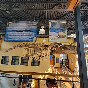 Zoo Sauvage 10/22 -  Visitor Centre, fin whale skeleton