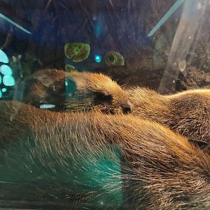 Zoo Sauvage 10/22 -  Laurentian Forest, beaver building