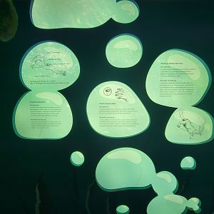 Zoo Sauvage 10/22 -  Laurentian Forest, beaver building, species info