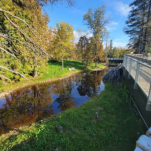 Zoo Sauvage 10/22 -  Laurentian Forest, beaver / striped skunk / snowshoe hare / woodchuck exhibit
