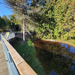 Zoo Sauvage 10/22 -  Laurentian Forest, beaver / striped skunk / snowshoe hare / woodchuck exhibit