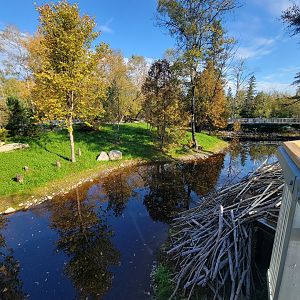 Zoo Sauvage 10/22 -  Laurentian Forest, beaver / striped skunk / snowshoe hare / woodchuck exhibit