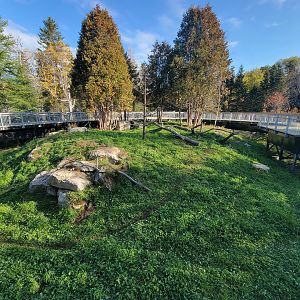 Zoo Sauvage 10/22 -  Laurentian Forest, Red Fox