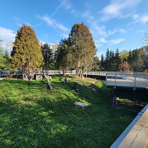 Zoo Sauvage 10/22 -  Laurentian Forest, Red Fox