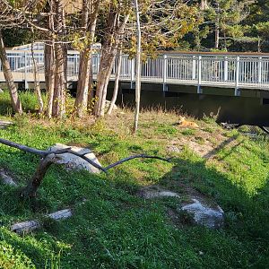 Zoo Sauvage 10/22 -  Laurentian Forest, Red Fox