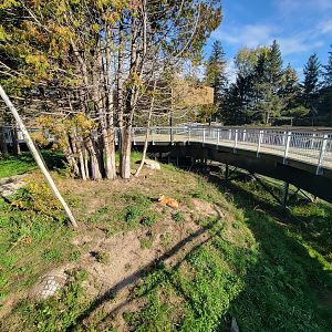 Zoo Sauvage 10/22 -  Laurentian Forest, Red Fox