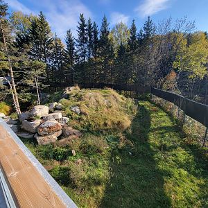 Zoo Sauvage 10/22 -  Laurentian Forest, Wolverine