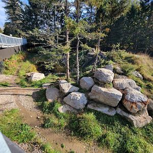 Zoo Sauvage 10/22 -  Laurentian Forest, Wolverine