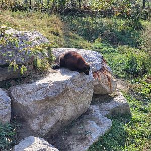 Zoo Sauvage 10/22 -  Laurentian Forest, Wolverine