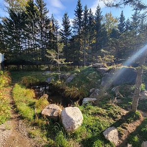 Zoo Sauvage 10/22 -  Laurentian Forest, Wolverine