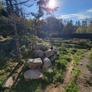 Zoo Sauvage 10/22 -  Laurentian Forest, Wolverine