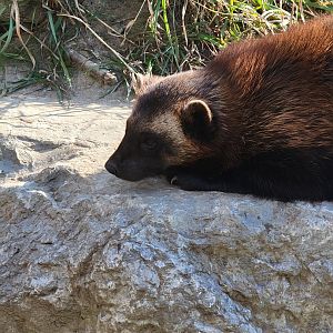 Zoo Sauvage 10/22 -  Laurentian Forest, Wolverine