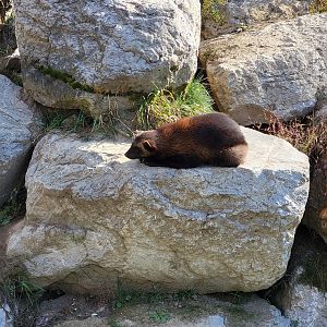 Zoo Sauvage 10/22 -  Laurentian Forest, Wolverine