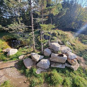 Zoo Sauvage 10/22 -  Laurentian Forest, Wolverine