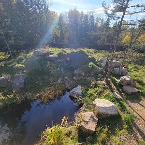 Zoo Sauvage 10/22 -  Laurentian Forest, Wolverine